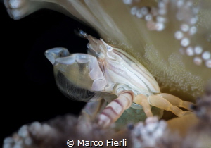 sea pen porcelain crab with eggs by Marco Fierli 